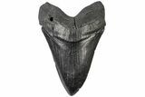 5.07" Fossil Megalodon Tooth - South Carolina - #197891-1